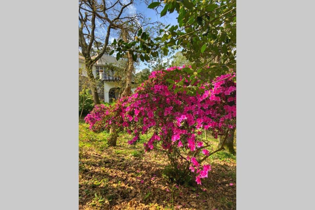 Quinta Biologica, Com Vista, Na Serra De Sintra Luaran gambar