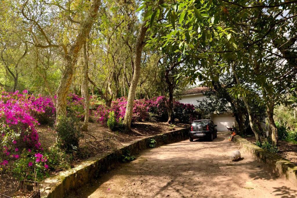 Quinta Biologica, Com Vista, Na Serra De Sintra Luaran gambar