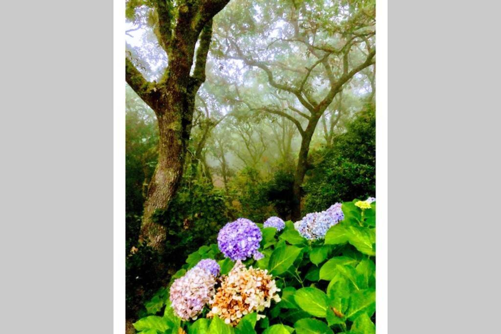Quinta Biologica, Com Vista, Na Serra De Sintra Luaran gambar
