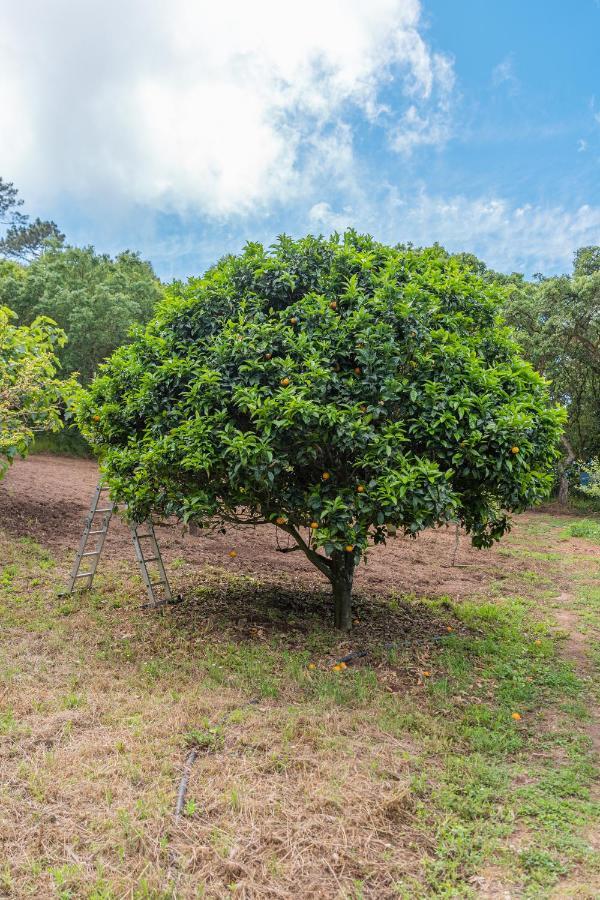 Quinta Biologica, Com Vista, Na Serra De Sintra Luaran gambar