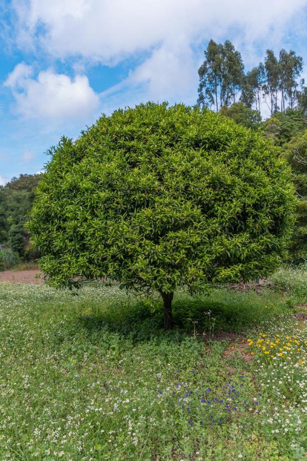 Quinta Biologica, Com Vista, Na Serra De Sintra Luaran gambar
